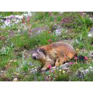 Randonnée "A l'approche des marmottes" avec Arly Nature