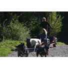 Cani-kart - Sports d'attelages canins