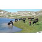 A cheval en Oisans - Le lac du Carrelet