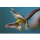 Sentier découverte des Orchidées en Chartreuse