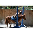 Cours d'équitation loisir au poney club des Rapeaux