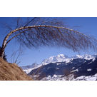 Sortie raquettes "Panorama sur la chaîne du Mont Blanc"