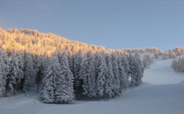 Le Barioz Alpin - Forêt
